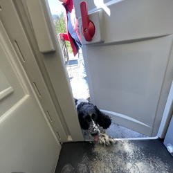 Tag des Rettungshundes